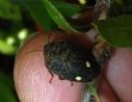 Solenosthedium bilunatum
